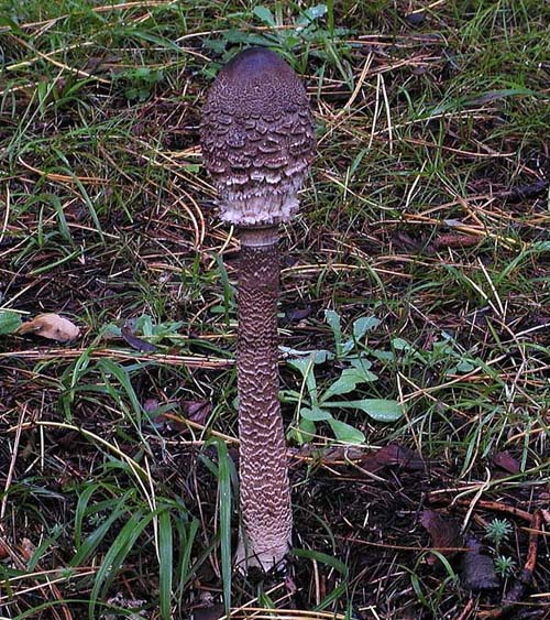 Entrambe Macrolepiota fuliginose?